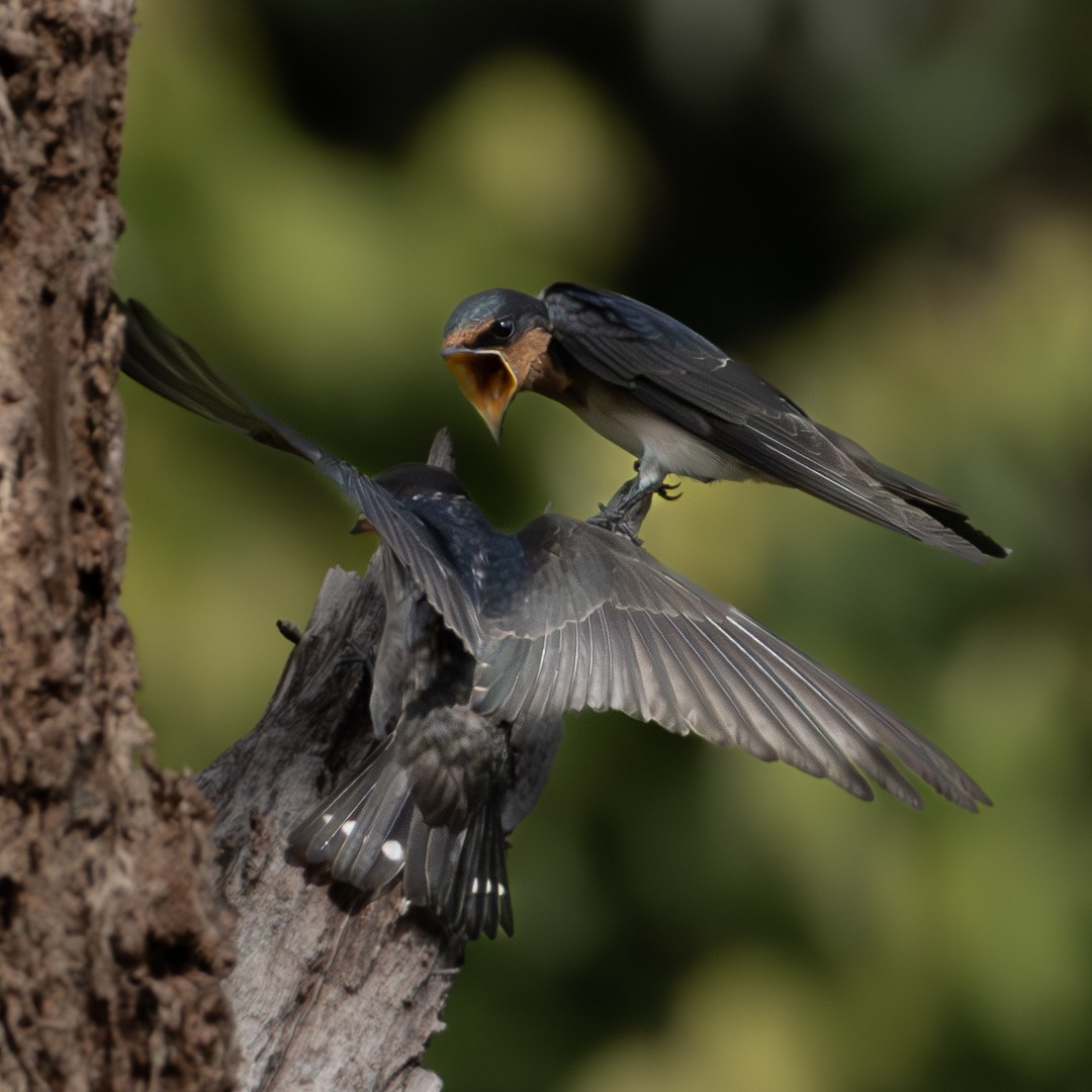 Pacific Swallow - ML638778124
