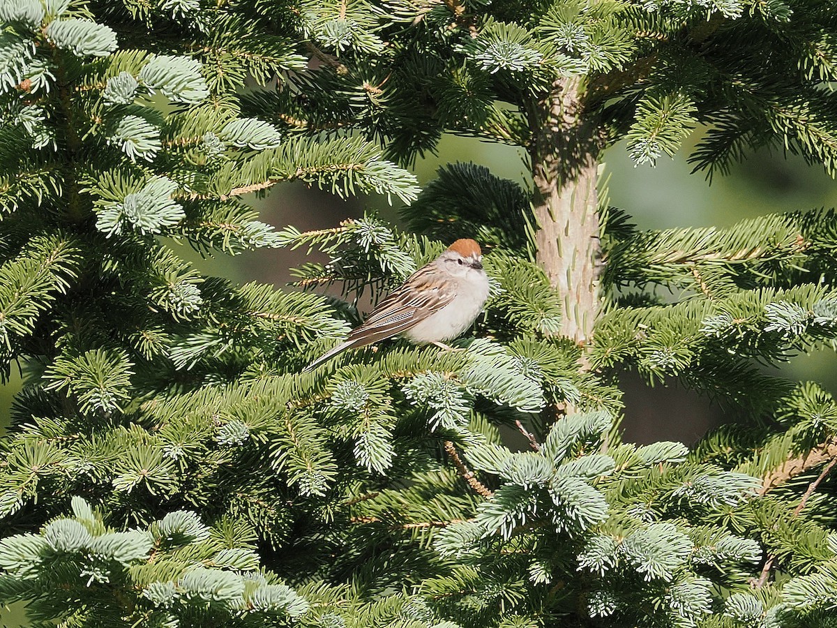 Chipping Sparrow - ML638778146