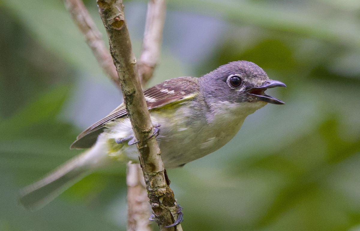 Mavi Başlı Vireo - ML638778150