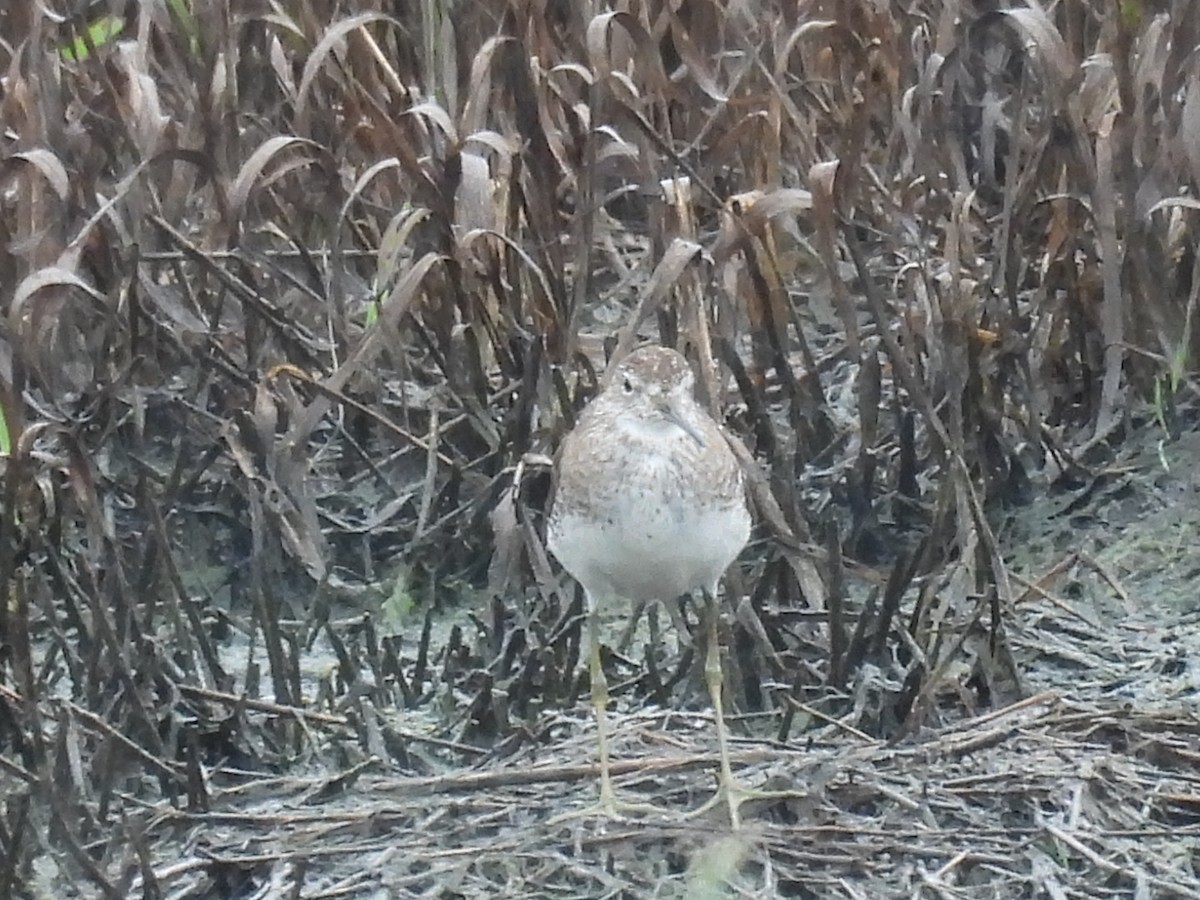 Solitary Sandpiper - ML638778151