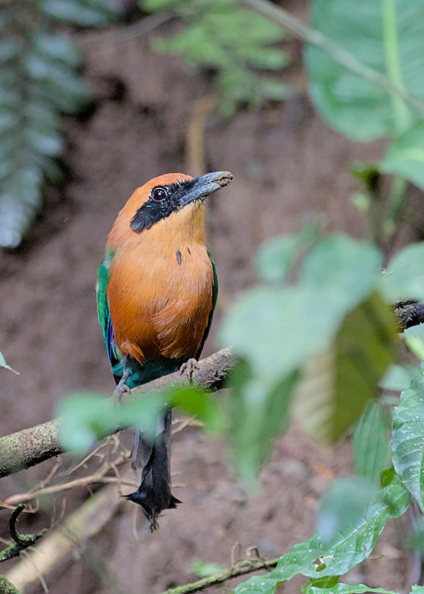 Rufous Motmot - ML638778153