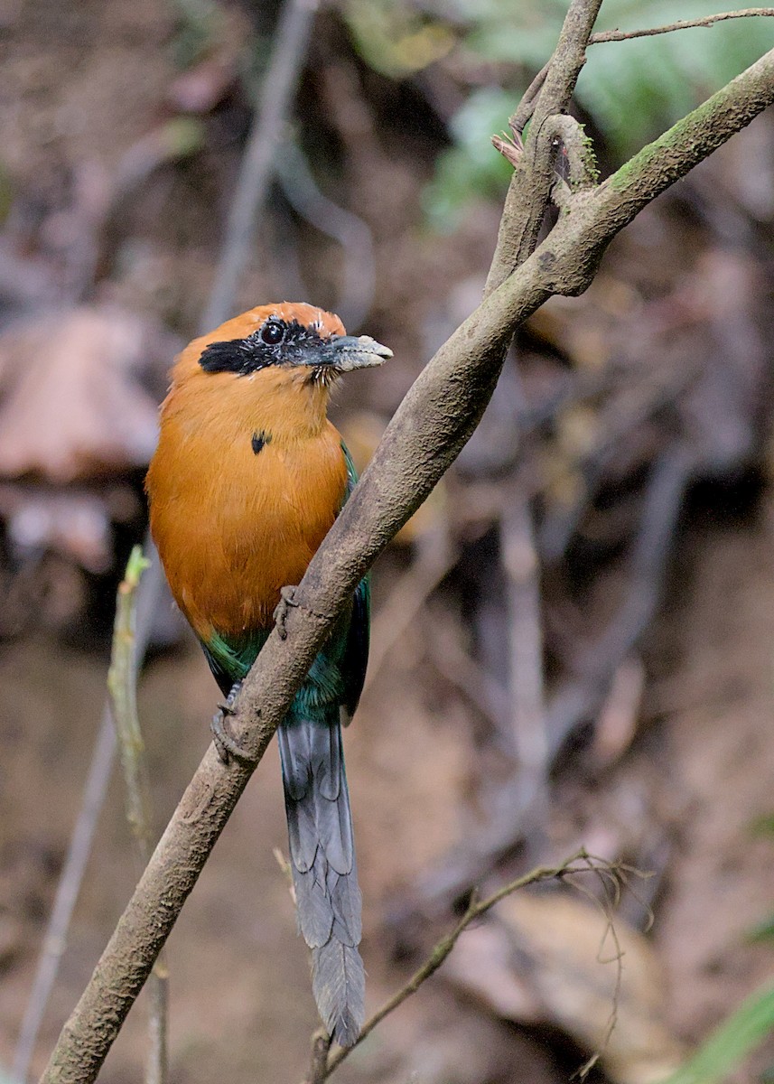 Rufous Motmot - ML638778154