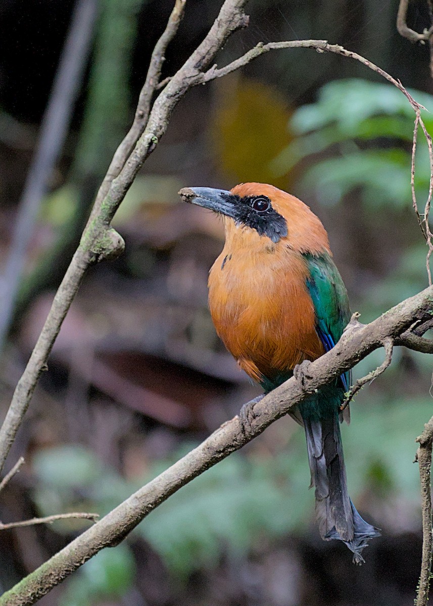 Rufous Motmot - ML638778155