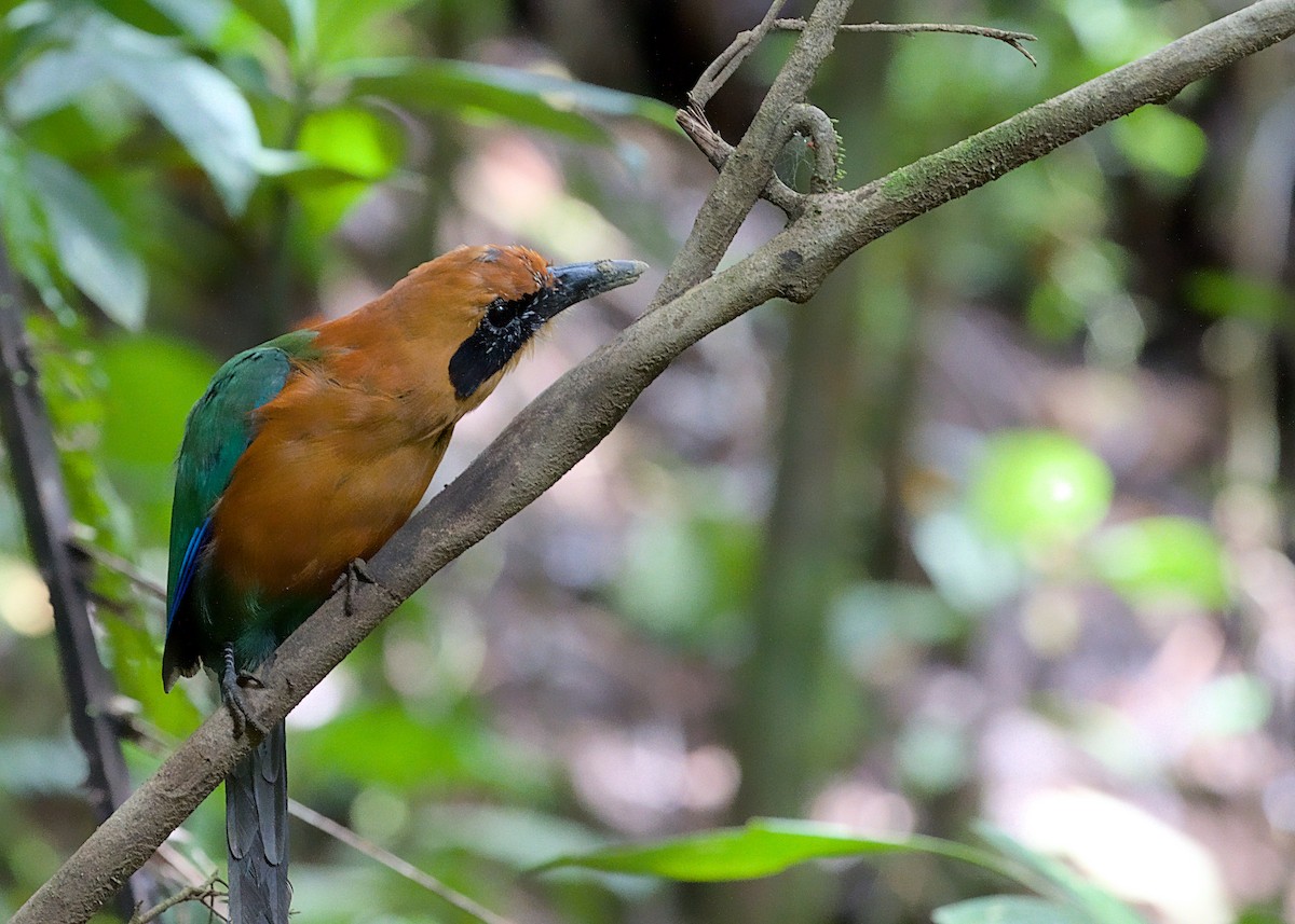 Rufous Motmot - ML638778156