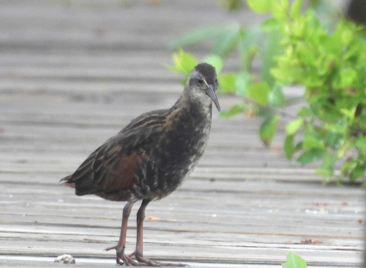 Virginia Rail - ML638778174