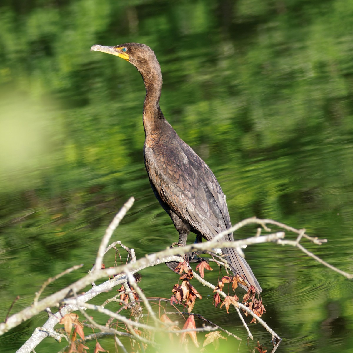 Cormoran à aigrettes - ML638778178