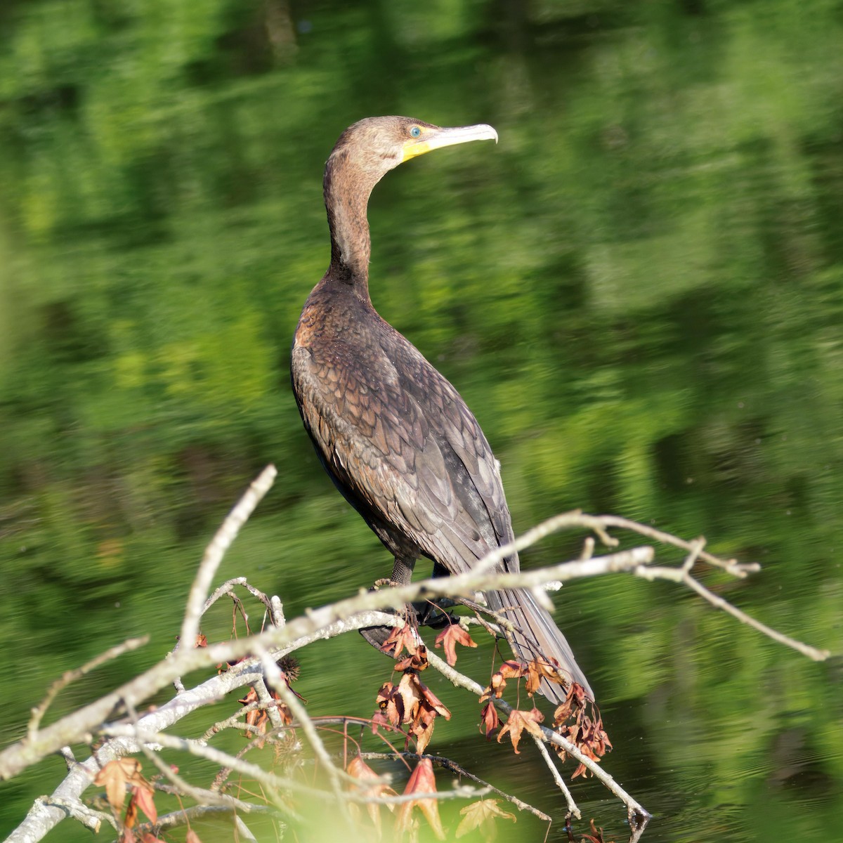 Cormoran à aigrettes - ML638778179