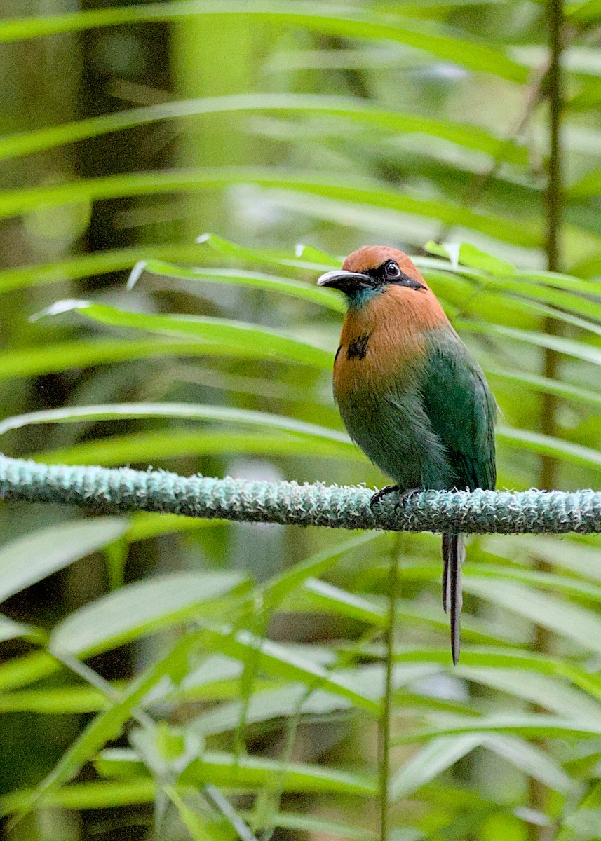 Broad-billed Motmot - ML638778180