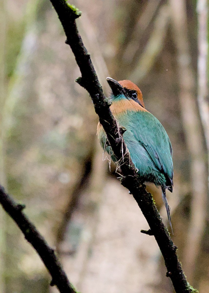 Broad-billed Motmot - ML638778181
