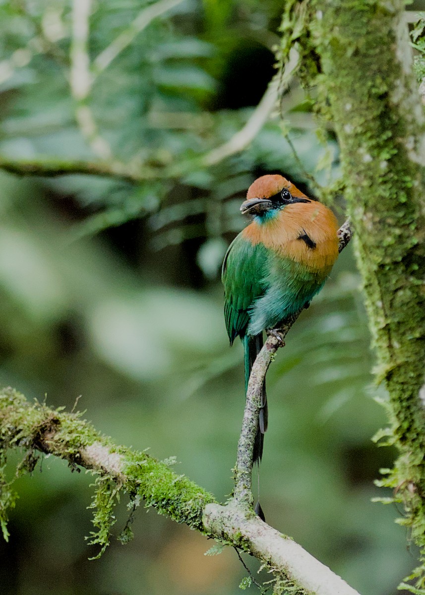 Broad-billed Motmot - ML638778182