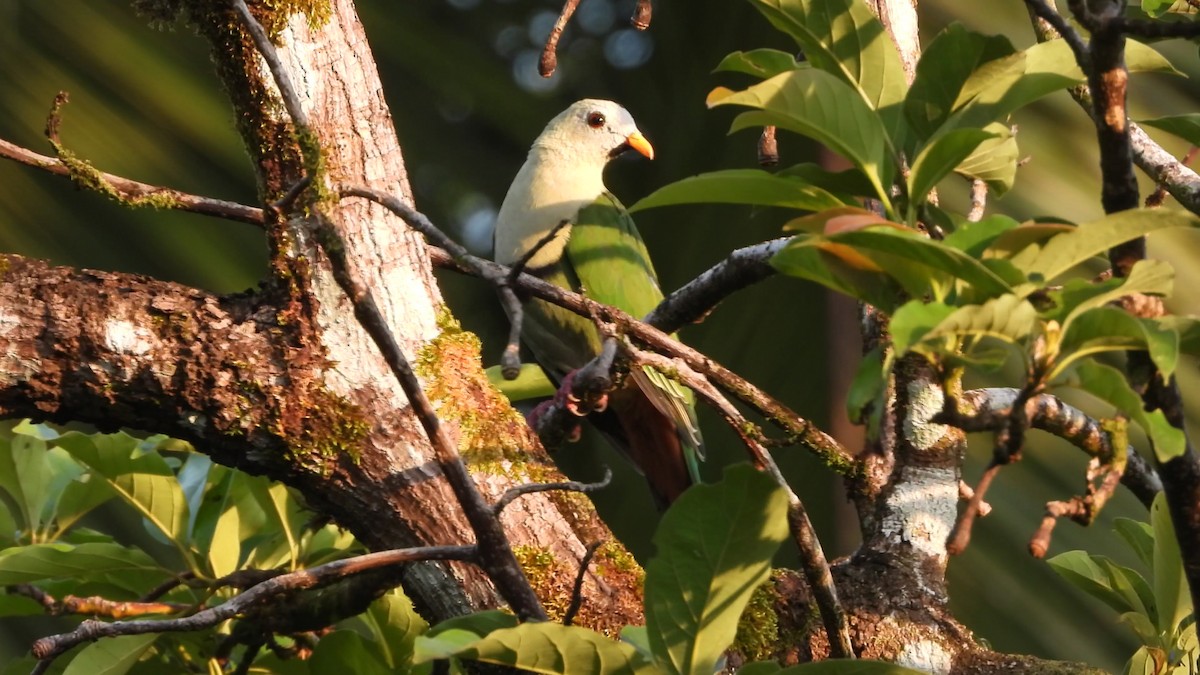 Black-chinned Fruit-Dove - ML638778207