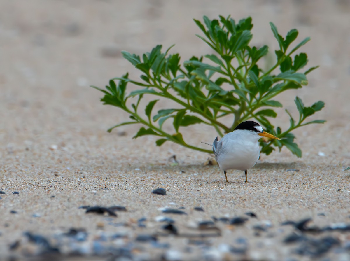 Least Tern - ML638778217