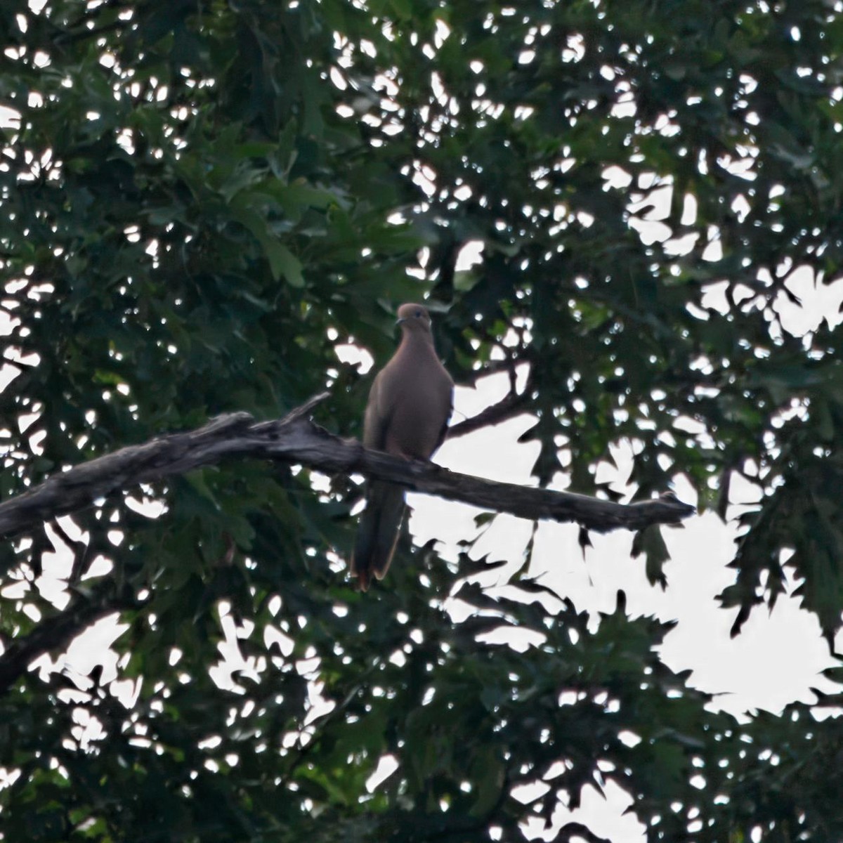 Mourning Dove - ML638778219