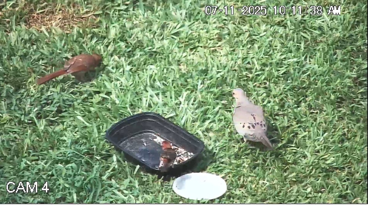 Mourning Dove - ML638778233