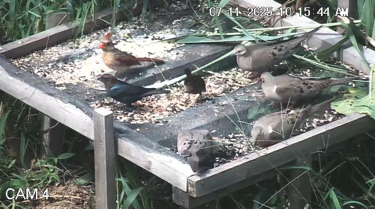 Mourning Dove - ML638778234
