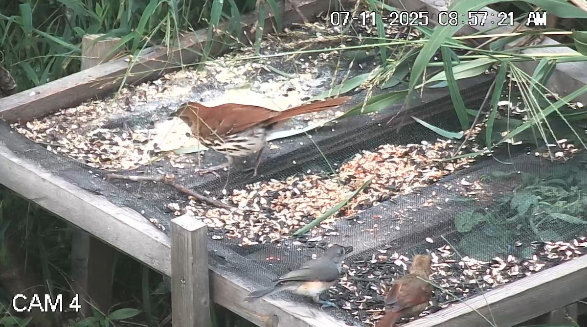 Brown Thrasher - ML638778261