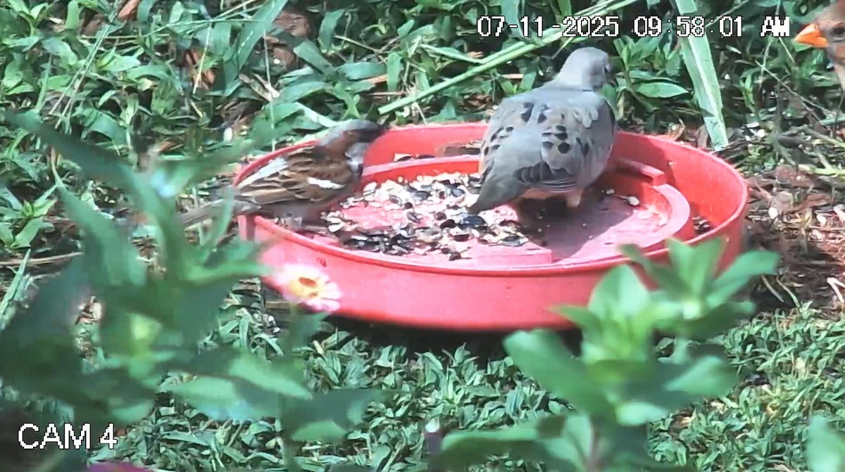 House Sparrow - ML638778265