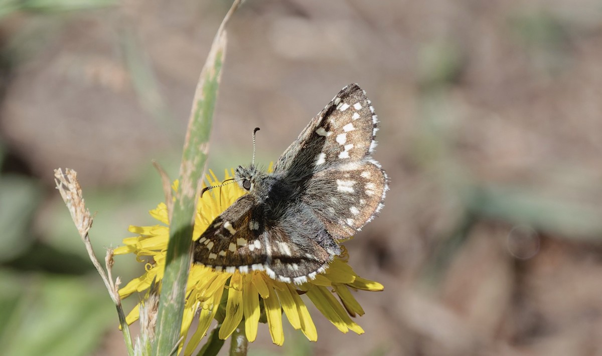 Insects - ML638778307