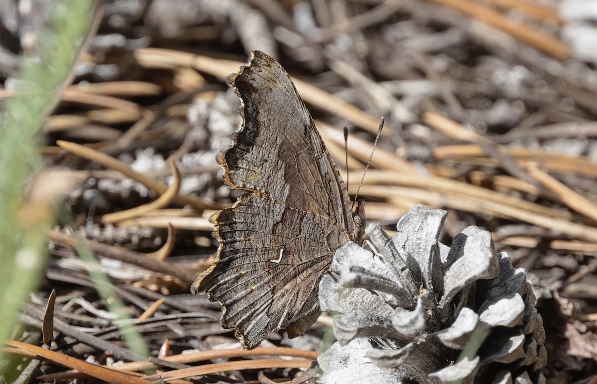 Insects - ML638778308