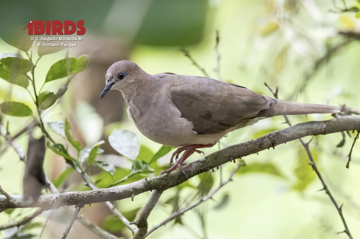 White-tipped Dove - ML638778342