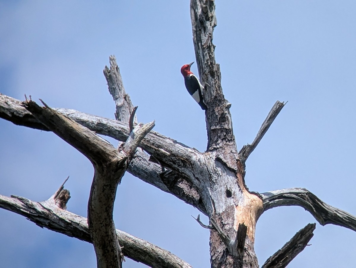 Red-headed Woodpecker - ML638778350