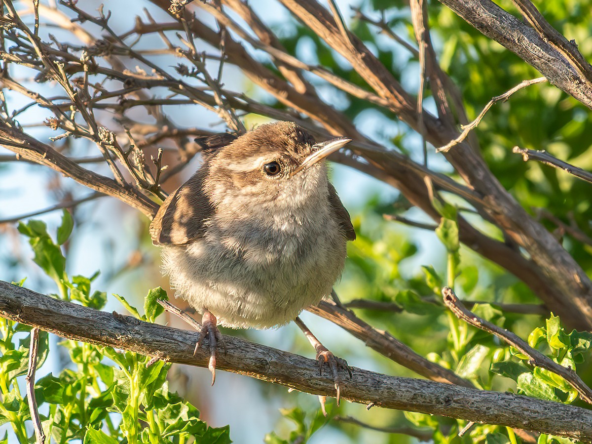 Bewick's Wren - ML638778354