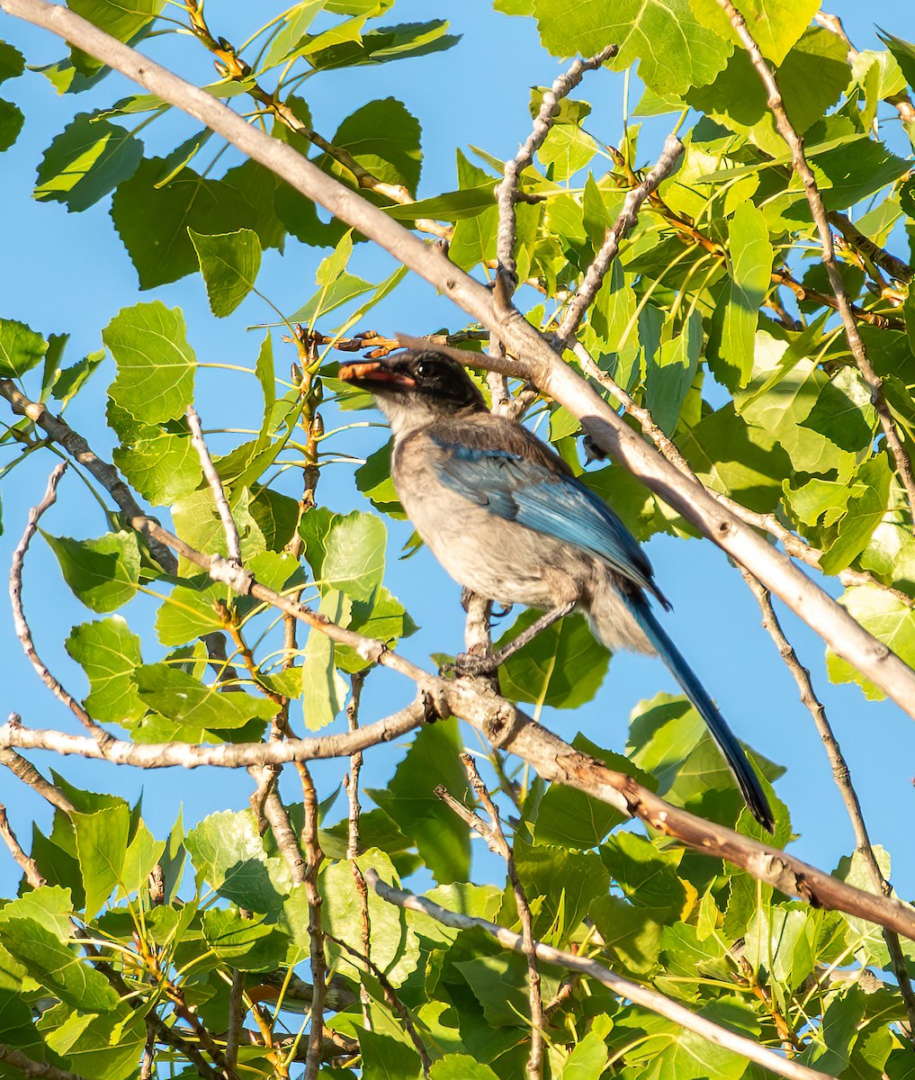 California Scrub-Jay - ML638778357