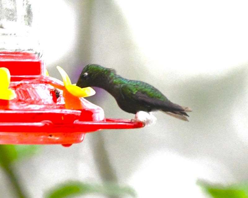 White-booted Racket-tail - ML638778368