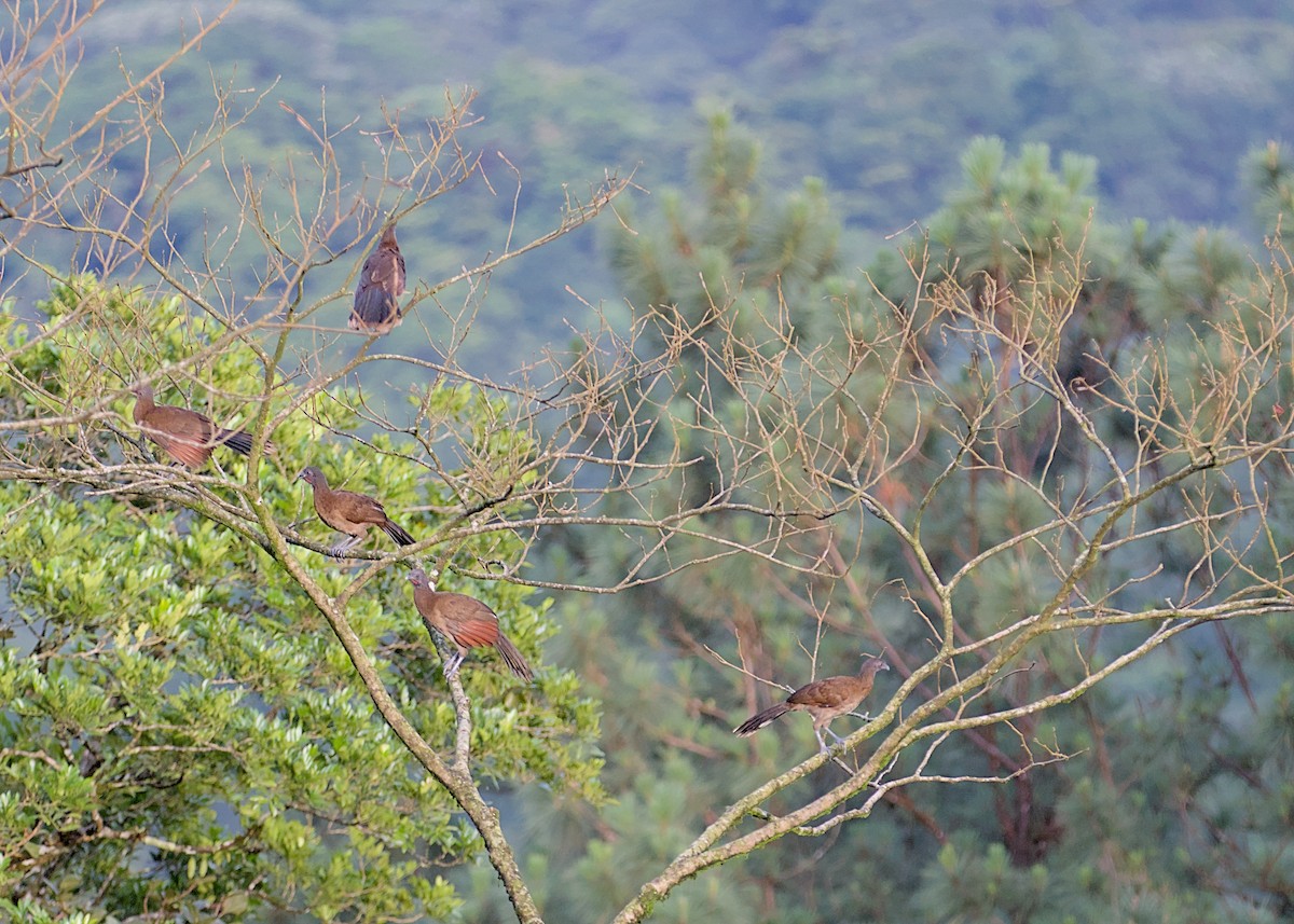 Gray-headed Chachalaca - ML638778383