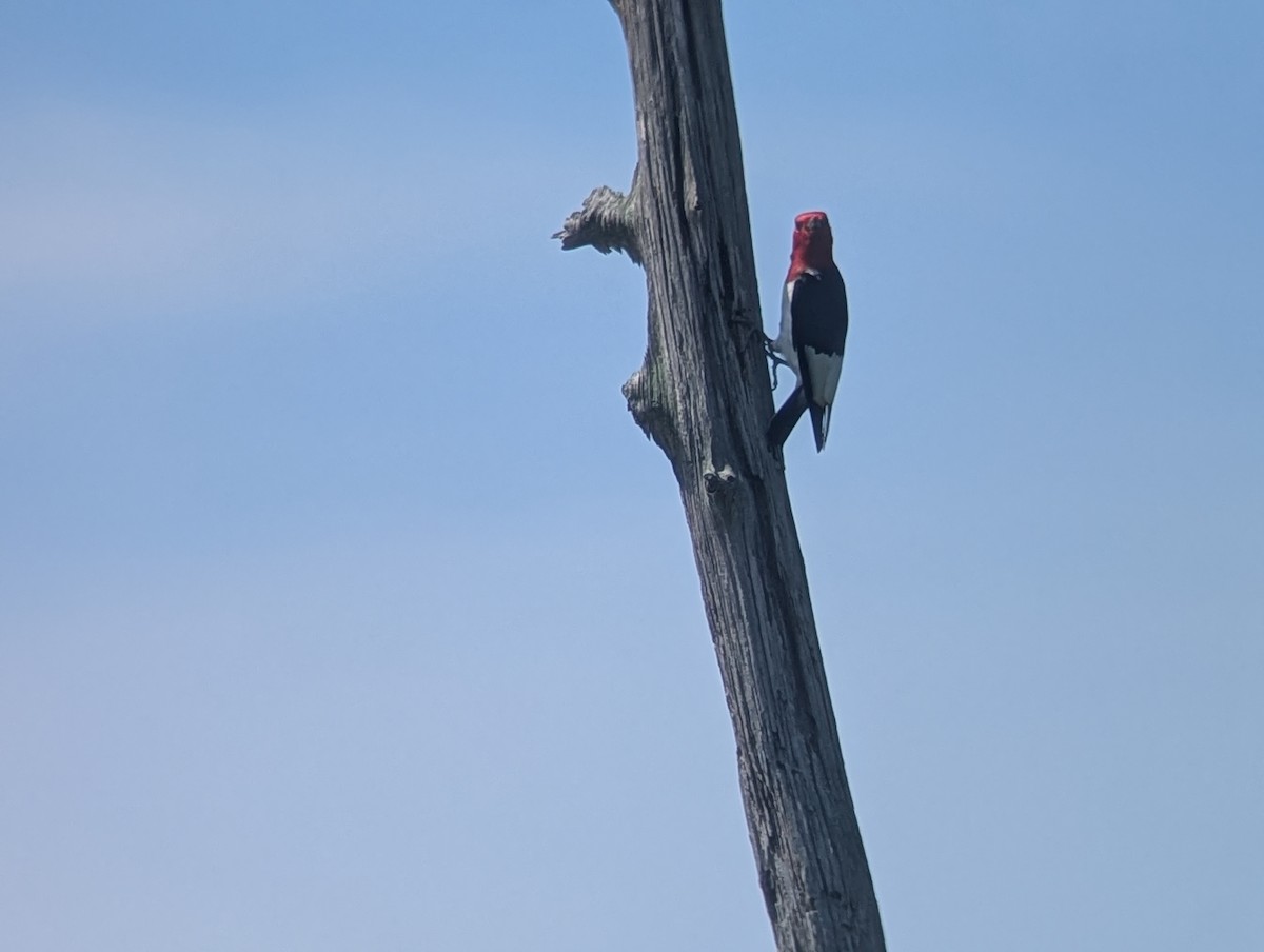 Red-headed Woodpecker - ML638778385