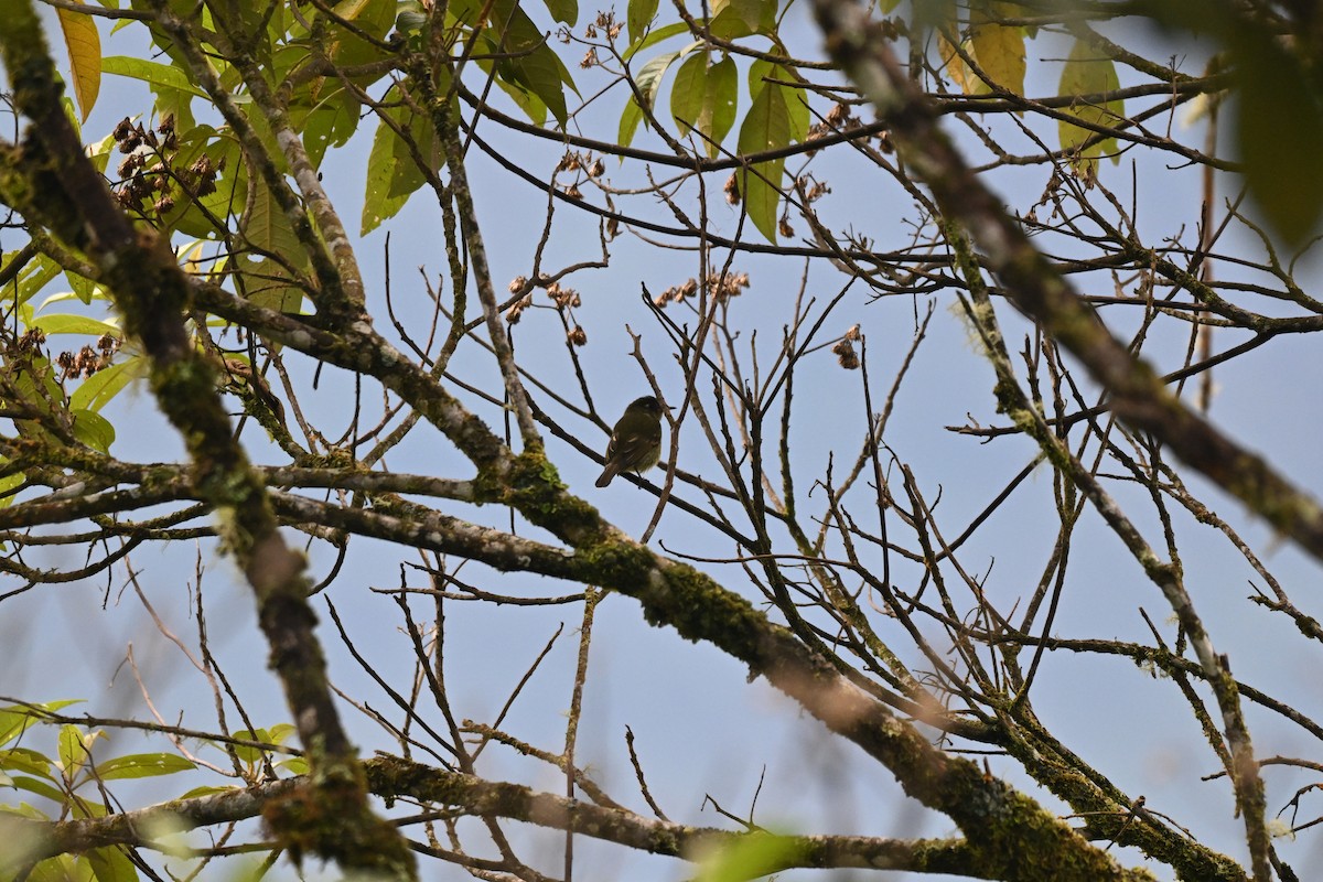 Olive-striped Flycatcher - ML638778434