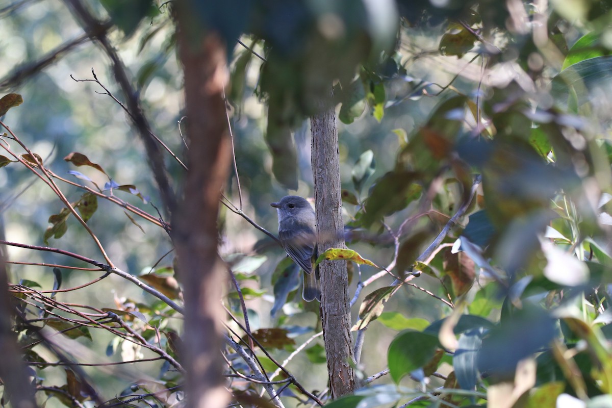 Golden Whistler (Eastern) - ML638778454