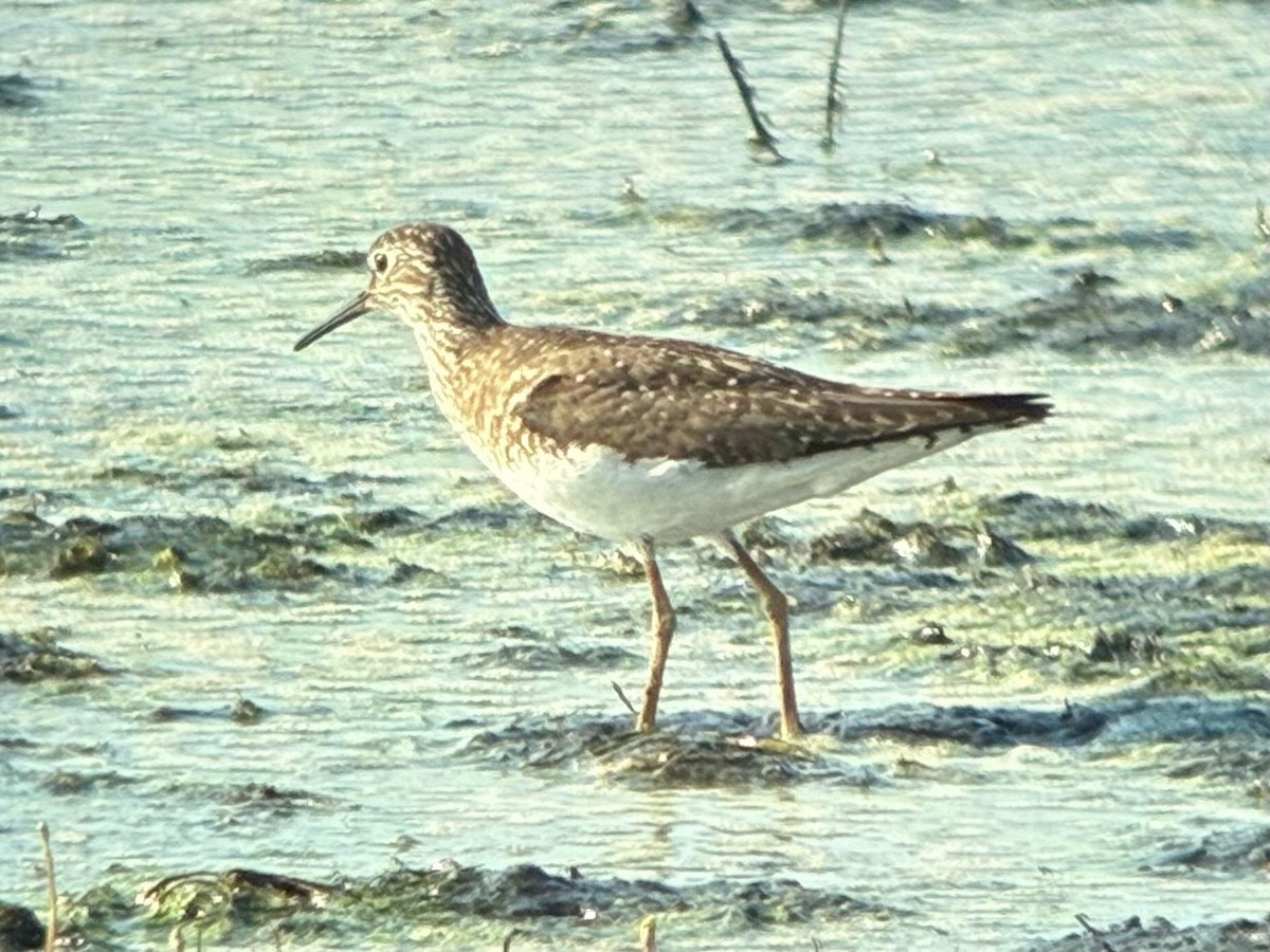 Solitary Sandpiper - ML638778462
