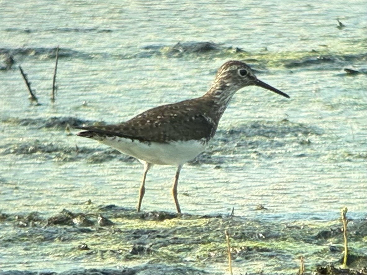 Solitary Sandpiper - ML638778463