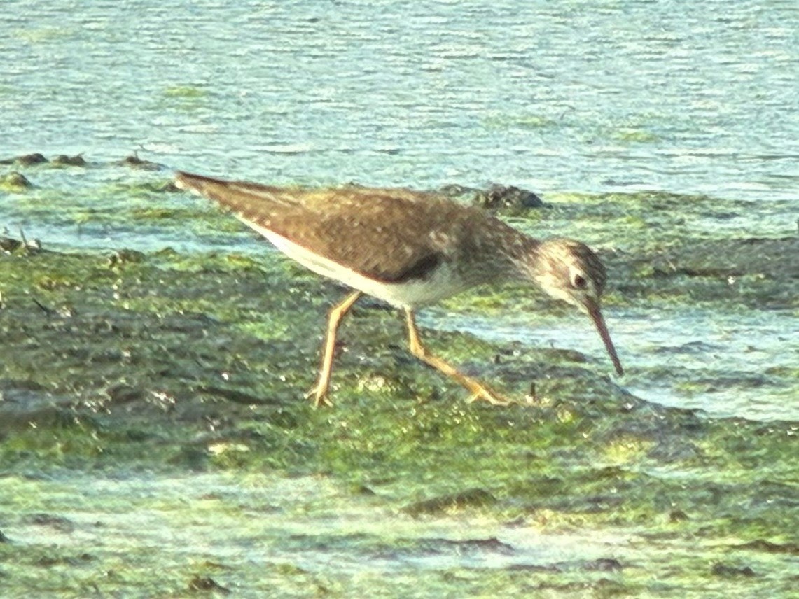 Solitary Sandpiper - ML638778464