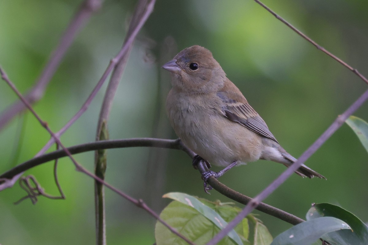 Indigo Bunting - ML638778473