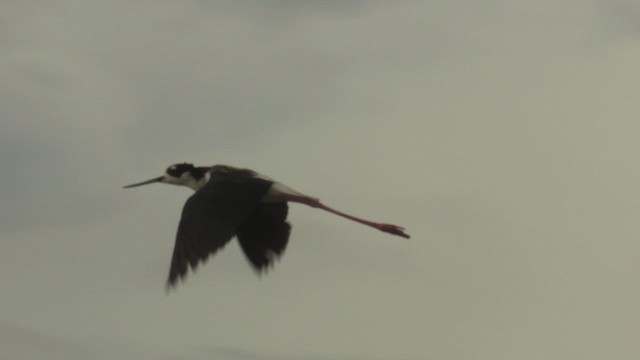 Black-necked Stilt - ML638778475