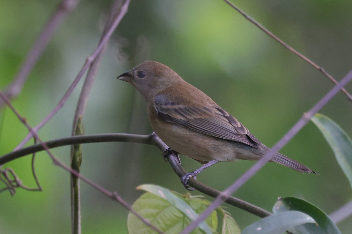 Indigo Bunting - ML638778477