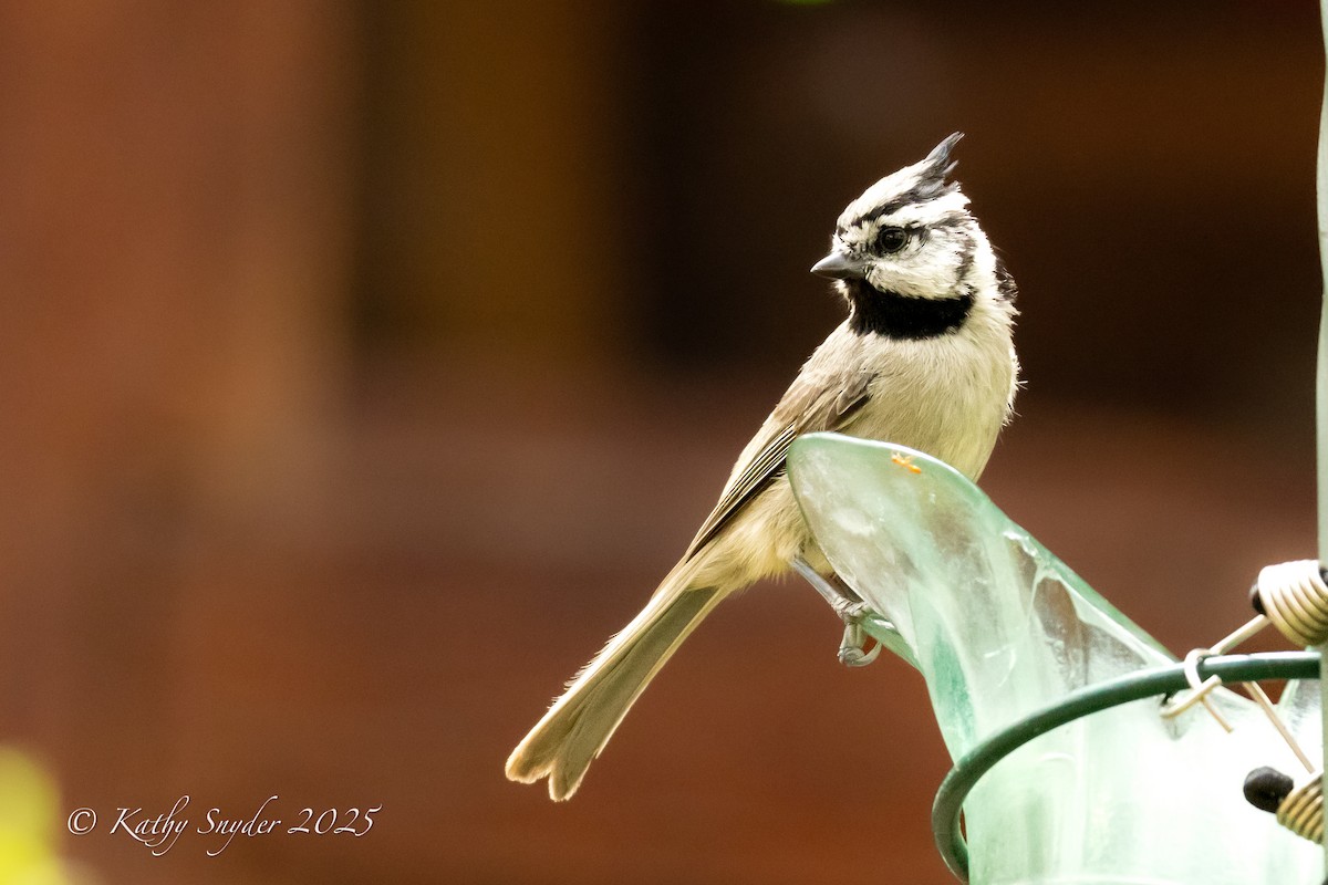 Bridled Titmouse - ML638778479