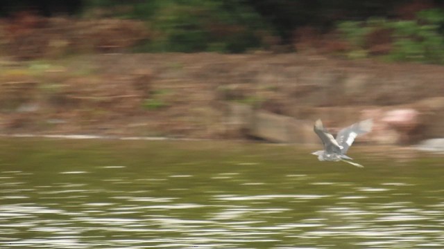 Little Blue Heron - ML638778482