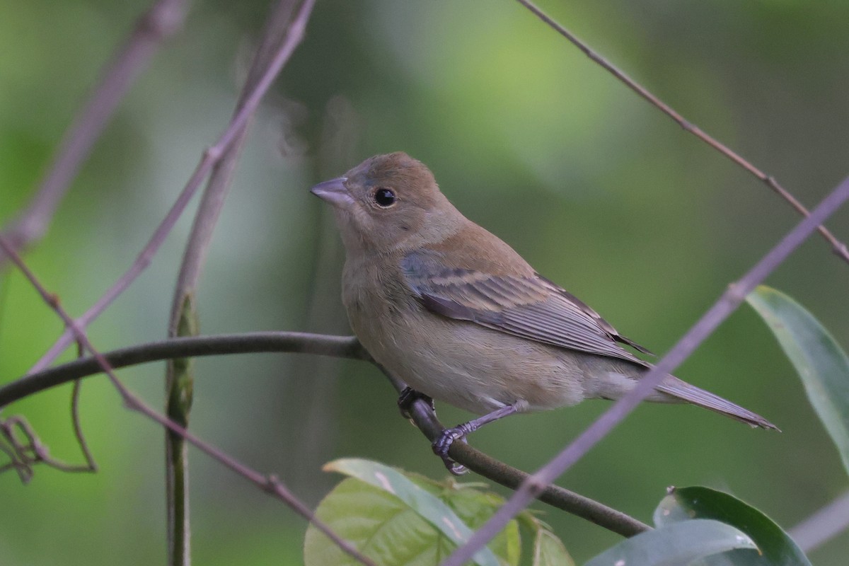 Indigo Bunting - ML638778488
