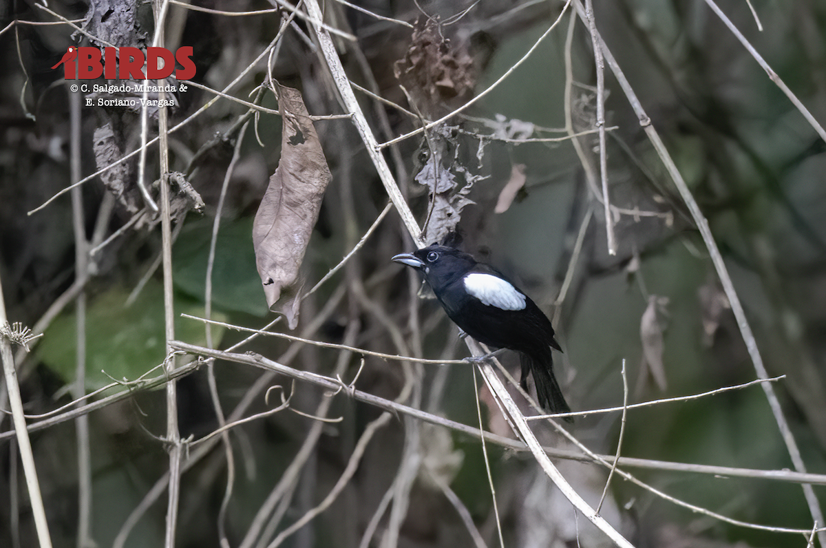 White-shouldered Tanager - ML638778495