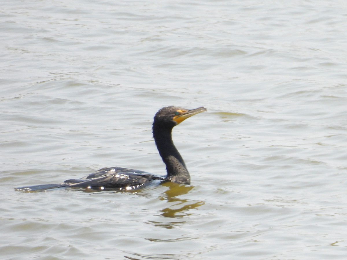 Cormoran à aigrettes - ML638778564