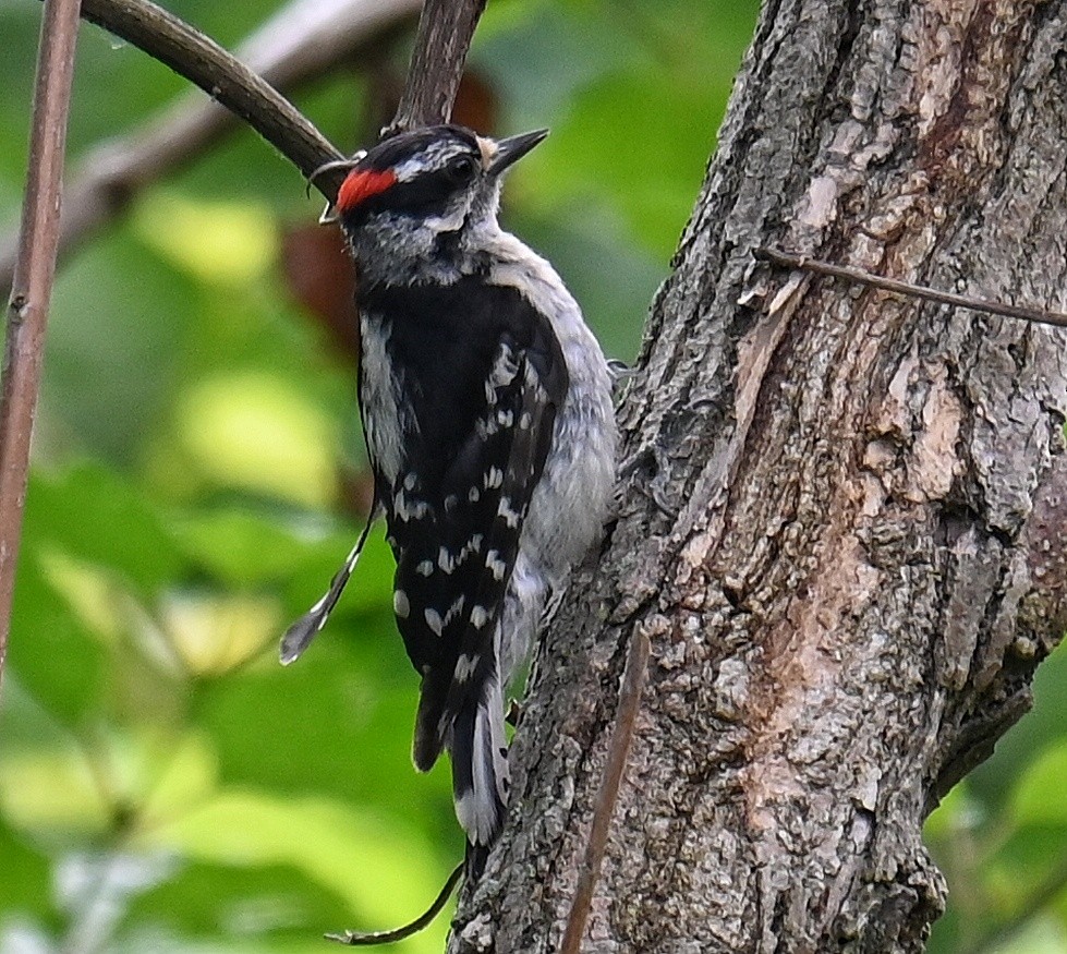 Downy Woodpecker - ML638778570