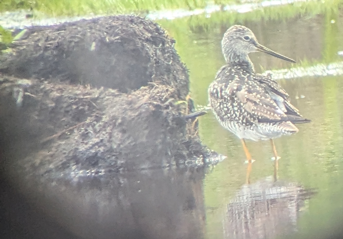 Greater Yellowlegs - ML638778572