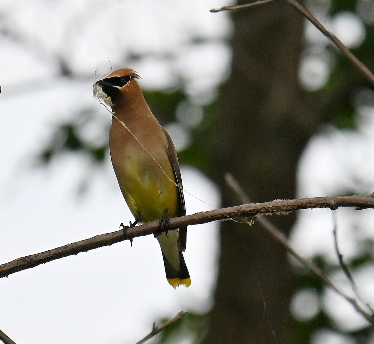 Cedar Waxwing - ML638778586