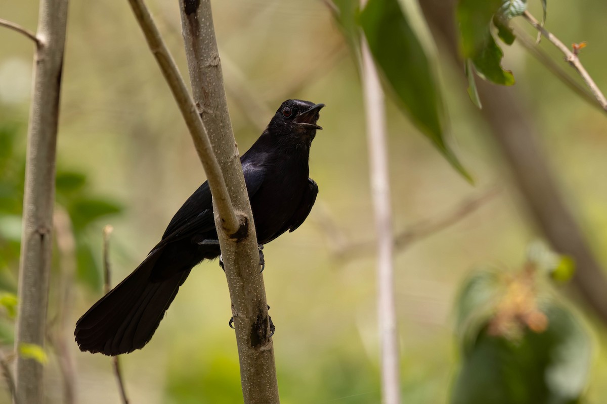 Black Catbird - ML638778589