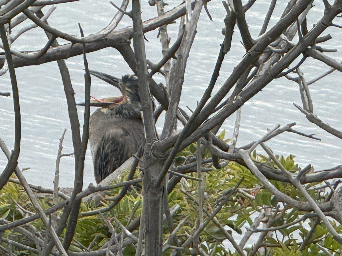 Yellow-crowned Night Heron - ML638778592
