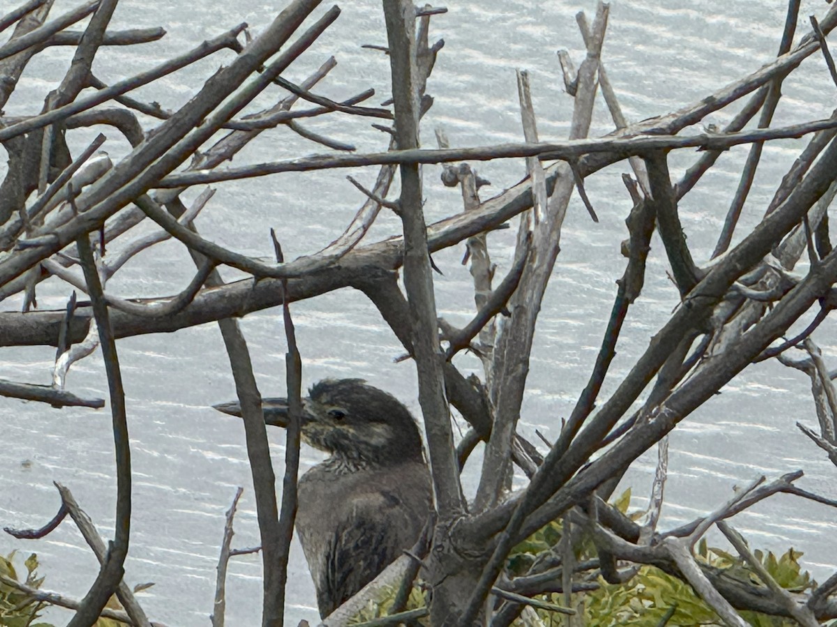 Yellow-crowned Night Heron - ML638778593