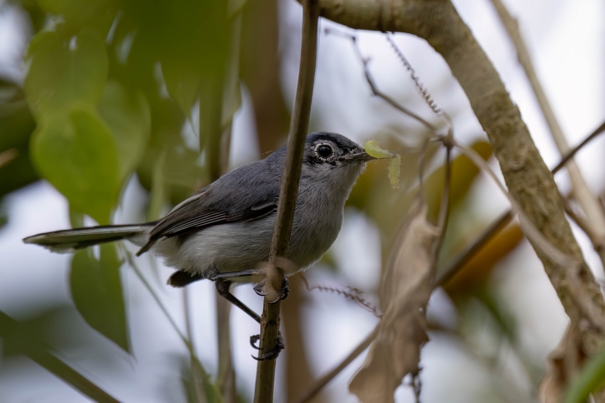 Blue-gray Gnatcatcher (Cozumel) - ML638778605
